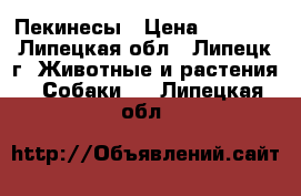 Пекинесы › Цена ­ 6 000 - Липецкая обл., Липецк г. Животные и растения » Собаки   . Липецкая обл.
